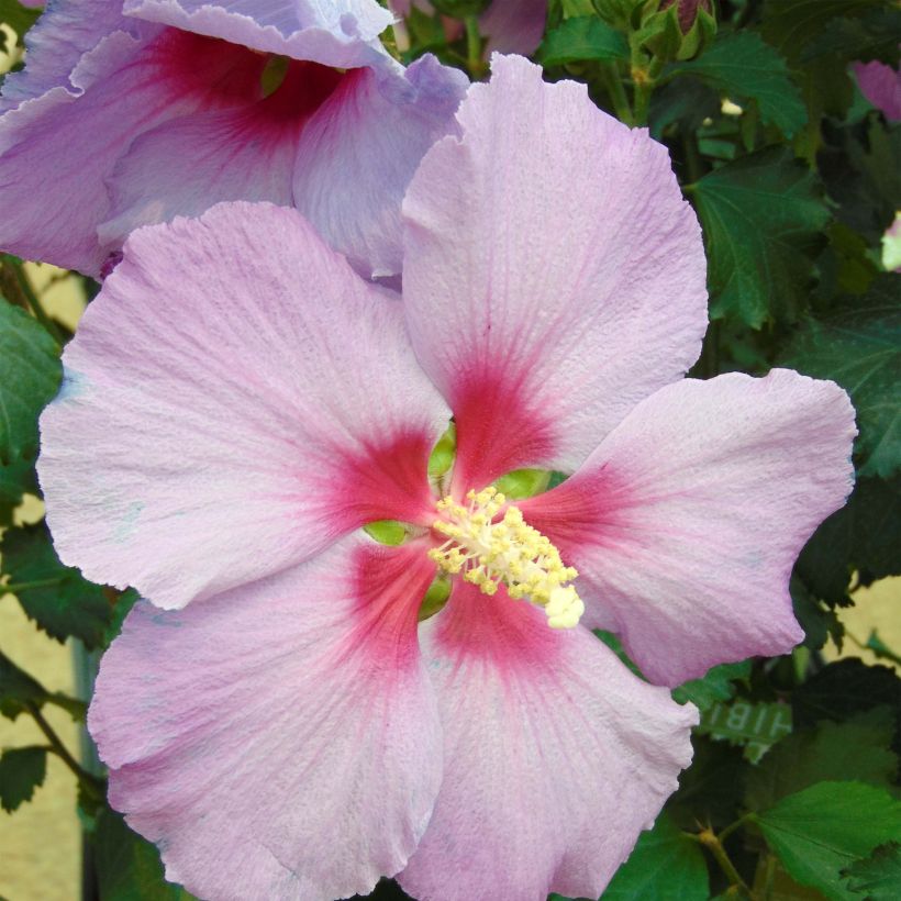 Hibiscus Rose Moon - Altea (Floración)