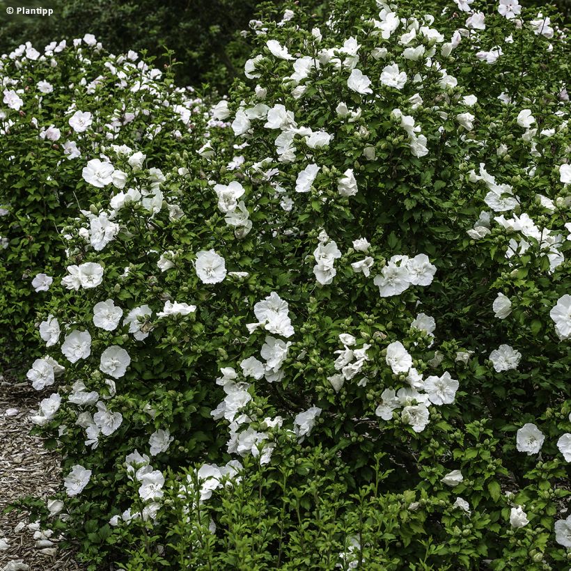 Altea White Chiffon - Hibiscus syriacus (Porte)