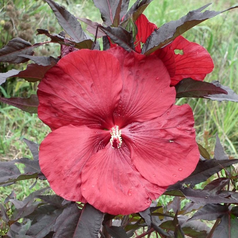 Hibiscus moscheutos Carrousel Geant Red - Hibisco moschetos (Floración)