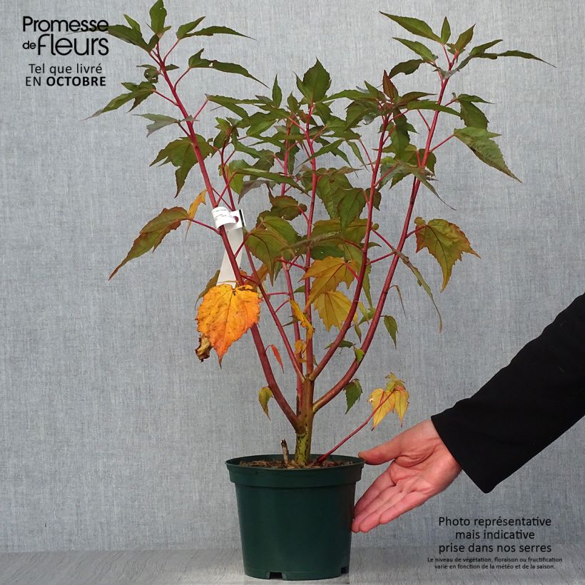 Ejemplar de Hibiscus moscheutos PLANET Griotte - Hibiscus des marais Pot de 3L/4L entregado en otoño