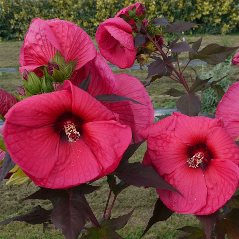 Hibiscus moscheutos PLANET Griotte - Hibisco moschetos (Follaje)