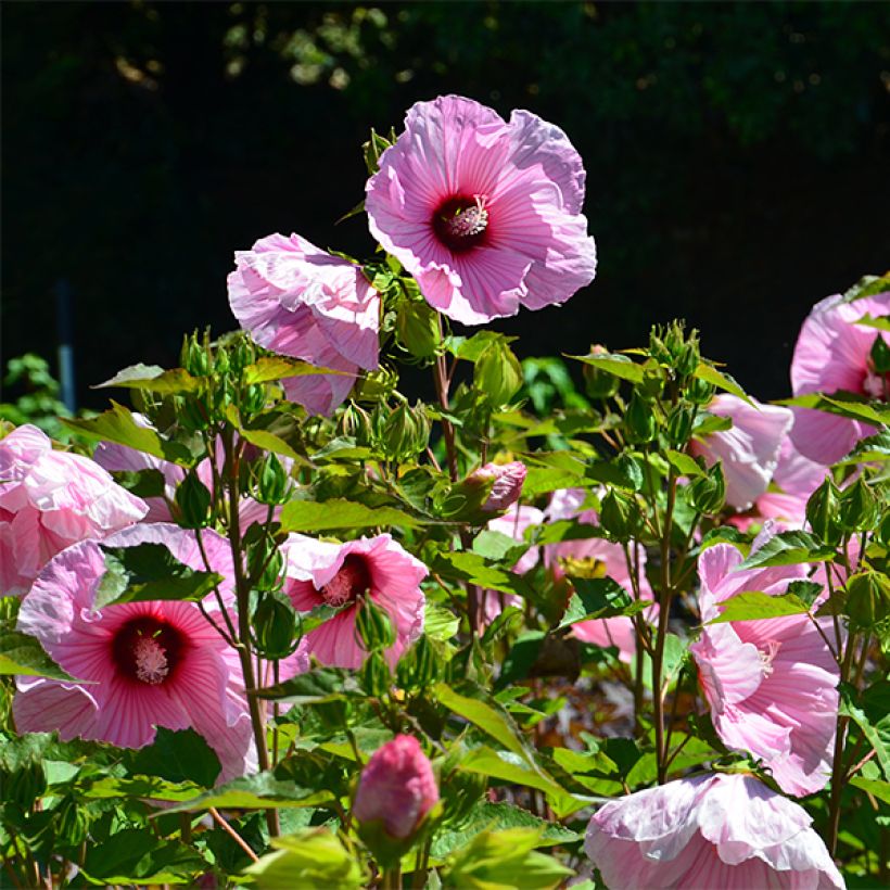 Hibiscus moscheutos PLANET Solène - Hibisco moschetos (Floración)