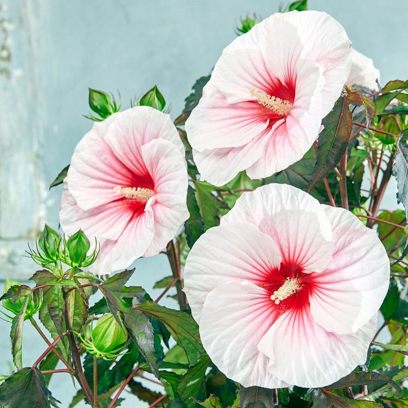 Hibiscus moscheutos Pink Candy - Hibisco moschetos (Floración)