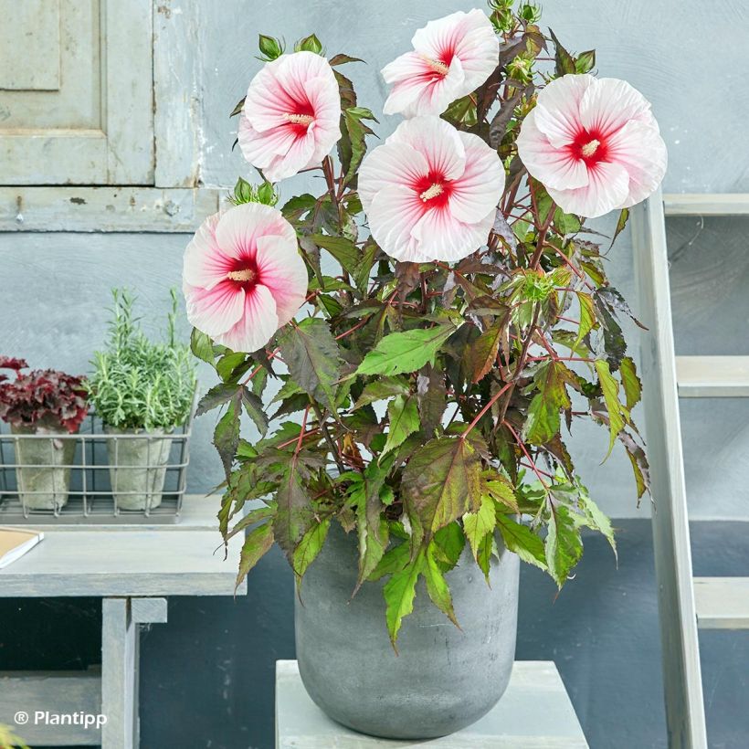 Hibiscus moscheutos Pink Candy - Hibisco moschetos (Porte)