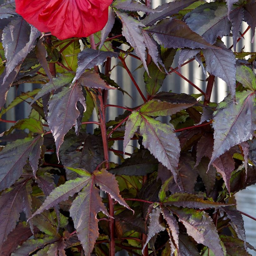 Hibiscus moscheutos Red Wine - Hibisco moschetos (Follaje)