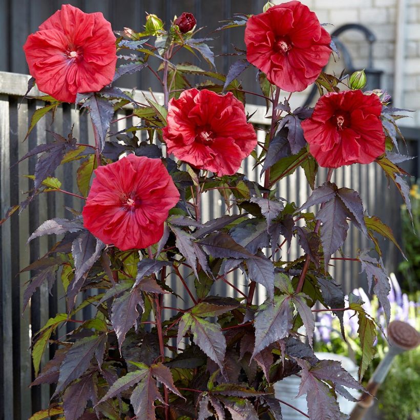 Hibiscus moscheutos Red Wine - Hibisco moschetos (Porte)