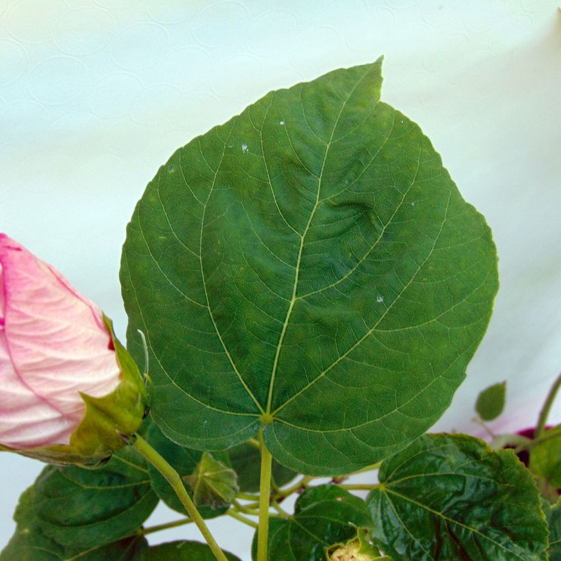 Hibiscus moscheutos Rosa - Hibisco moschetos (Follaje)