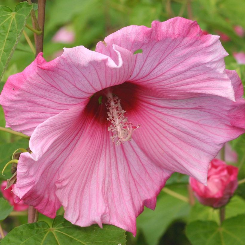 Hibiscus moscheutos Sweet Caroline - Hibisco moschetos (Floración)