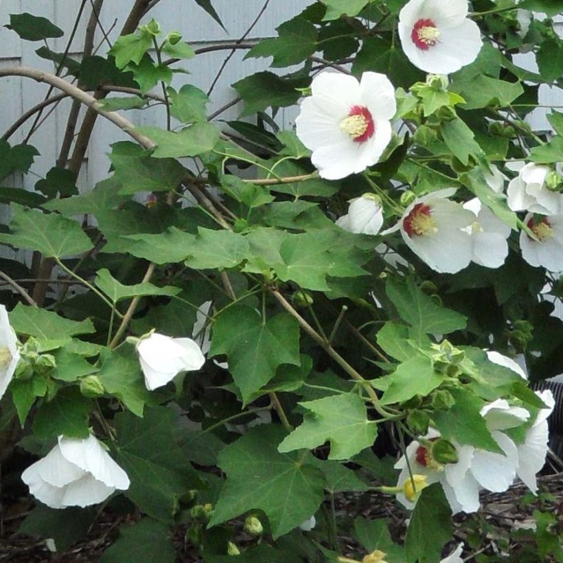 Hibiscus paramutabilis - Hibisco (Follaje)