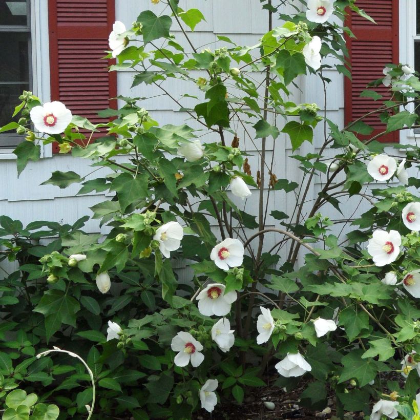 Hibiscus paramutabilis - Hibisco (Floración)