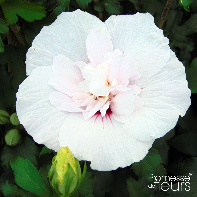 Altea China Chiffon - Hibiscus syriacus (Floración)