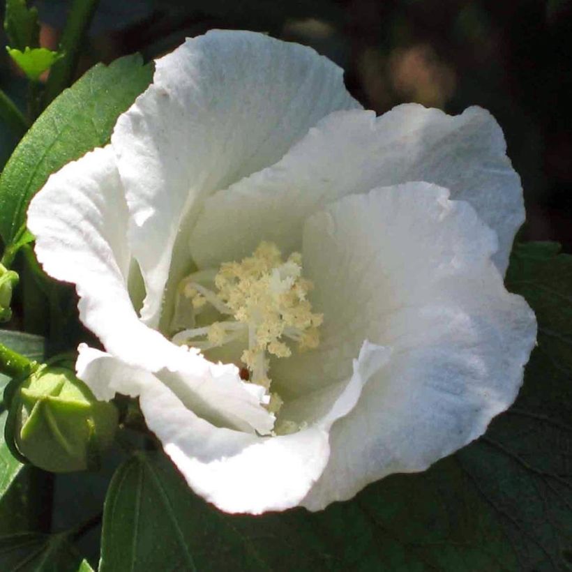 Hibiscus syriacus Diana - Altea (Floración)