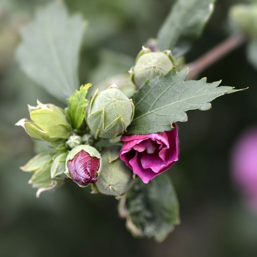 Altea Duc de Brabant - Hibiscus syriacus (Follaje)