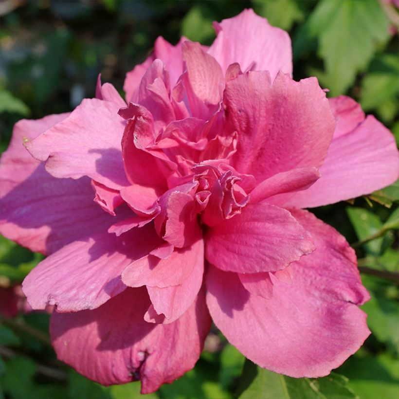 Altea Duc de Brabant - Hibiscus syriacus (Floración)