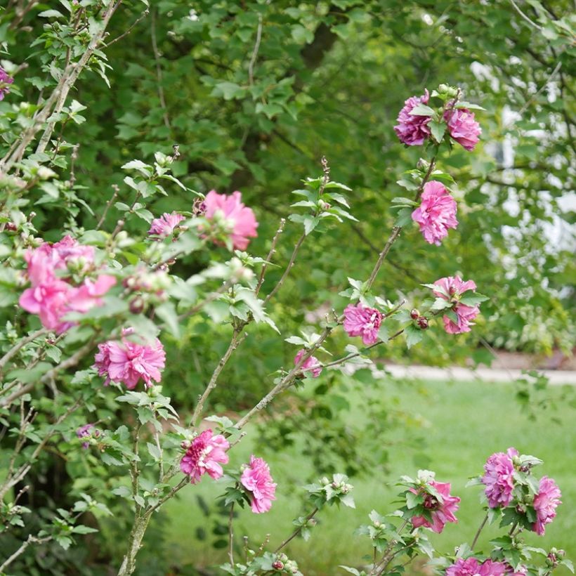 Altea Duc de Brabant - Hibiscus syriacus (Porte)