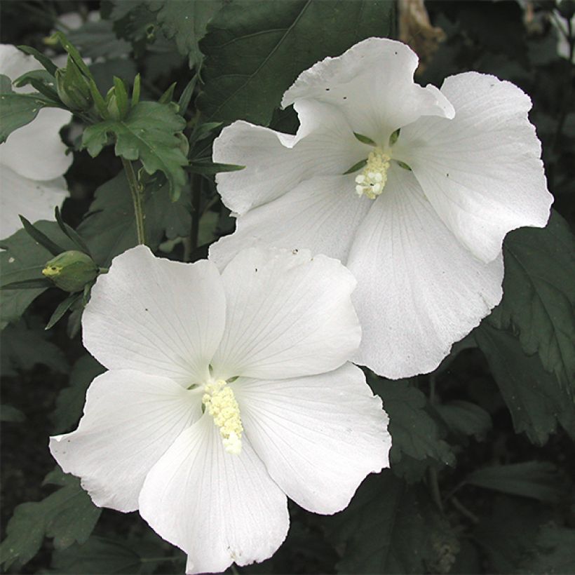 Hibiscus syriacus Eléonore - Altea (Floración)