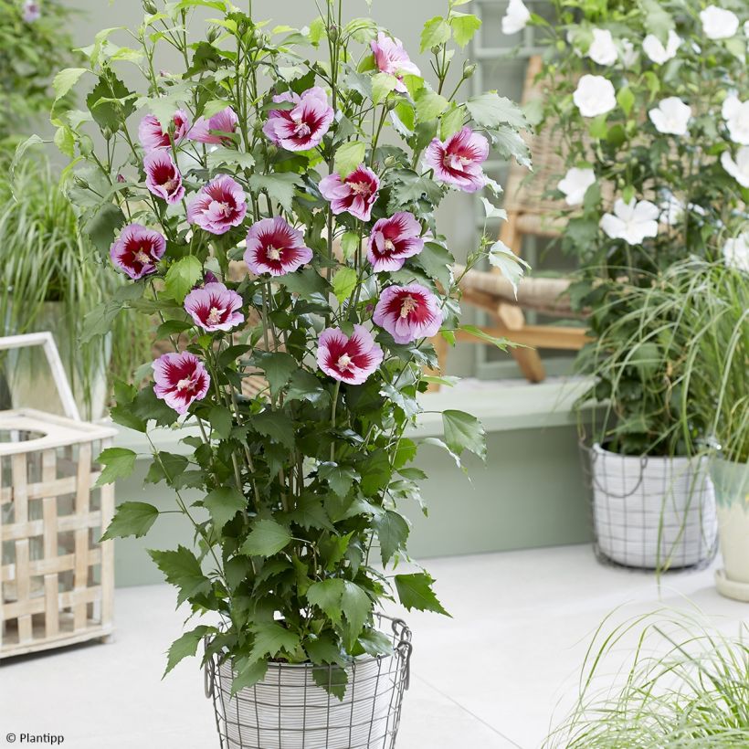 Hibiscus syriacus Flower Tower Purple - Altea (Porte)