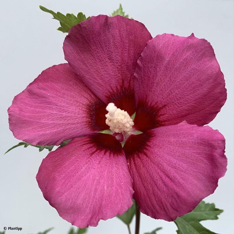 Hibisco Torre de Flores Rubí - Hibiscus syriacus Flower Tower Ruby (Floración)