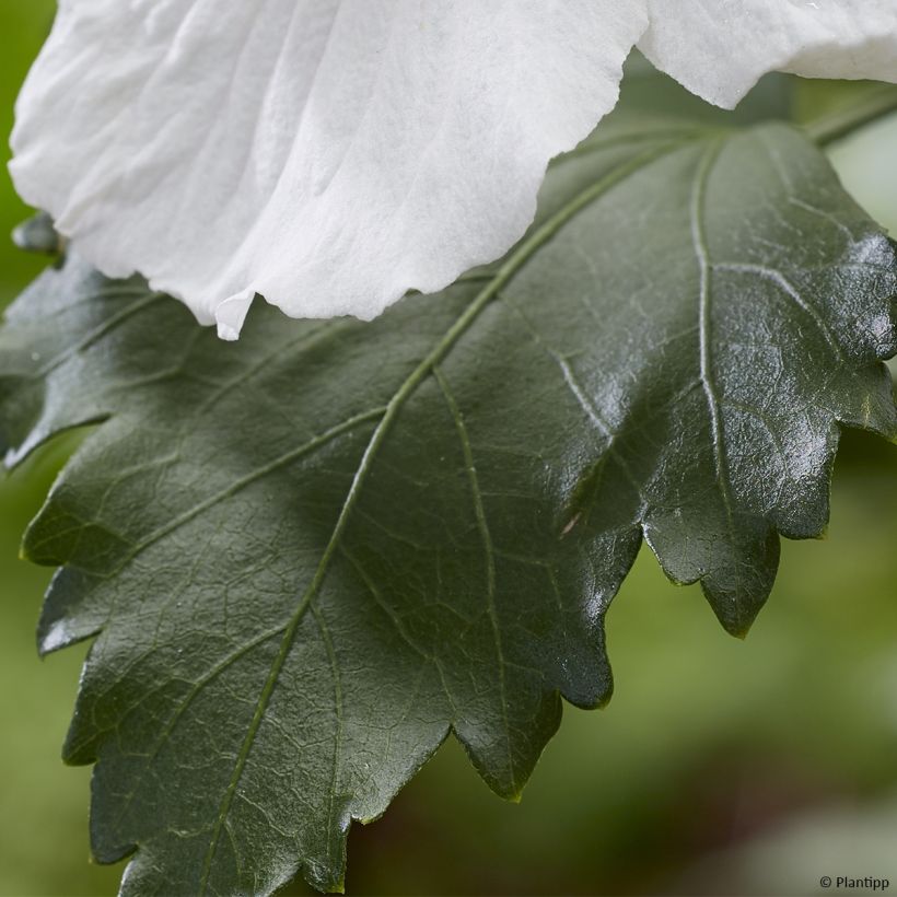 Hibisco Torre Blanco - Hibiscus syriacus Flower Tower White (Follaje)