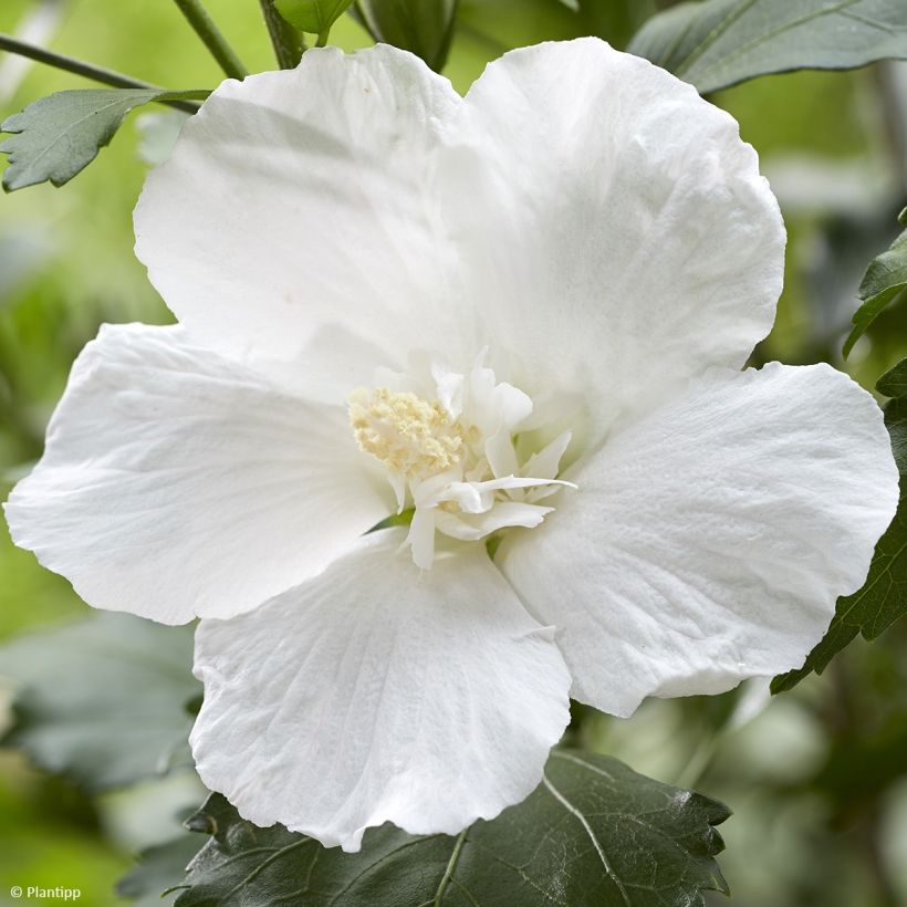 Hibisco Torre Blanco - Hibiscus syriacus Flower Tower White (Floración)