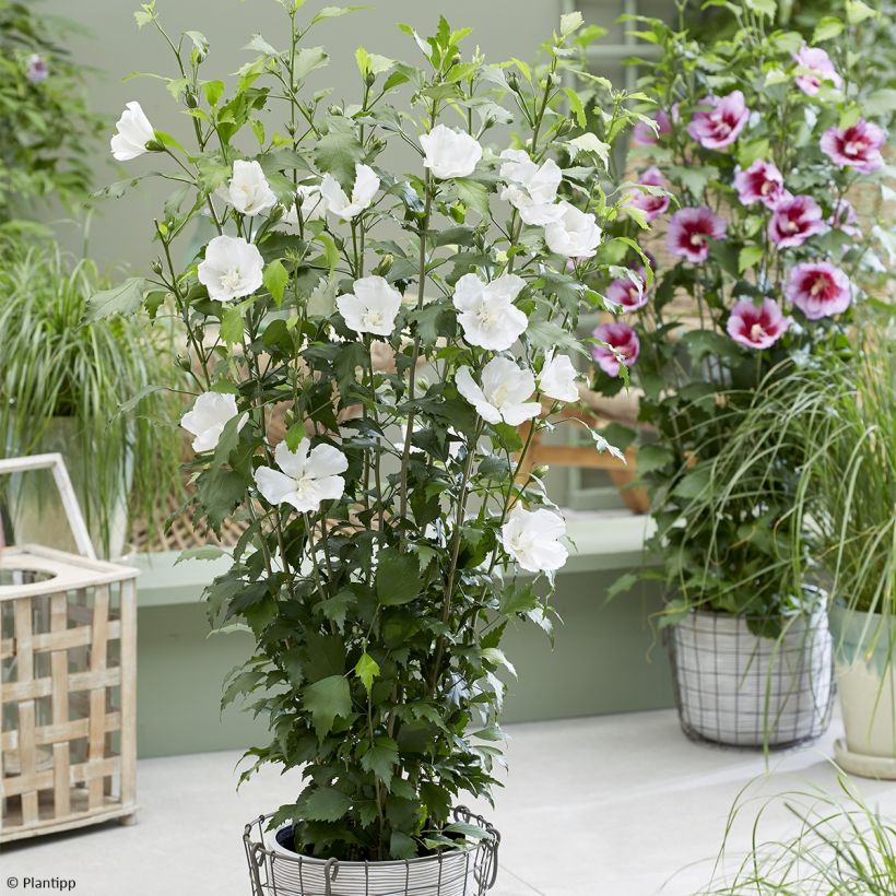 Hibisco Torre Blanco - Hibiscus syriacus Flower Tower White (Porte)