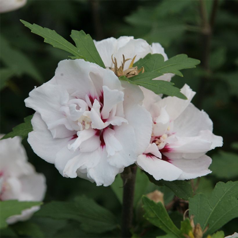 Altea Lady Stanley - Hibiscus syriacus (Floración)