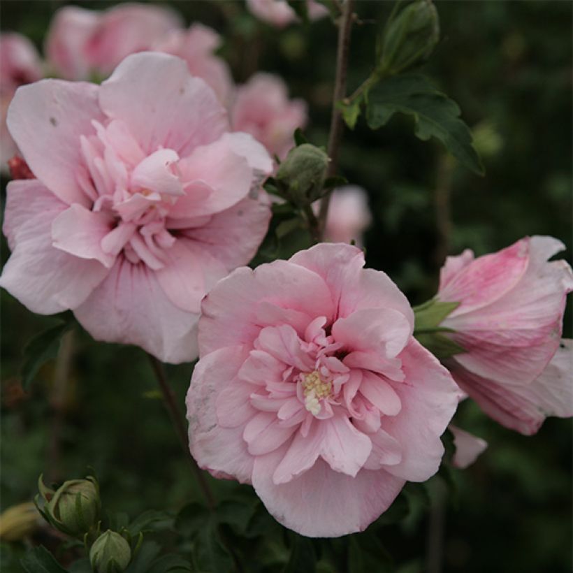 Altea Pink Chiffon - Hibiscus syriacus (Floración)