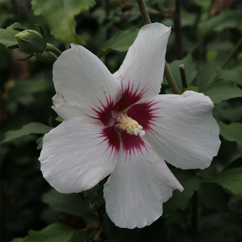 Hibiscus syriacus Shintaeyang - Altea (Floración)