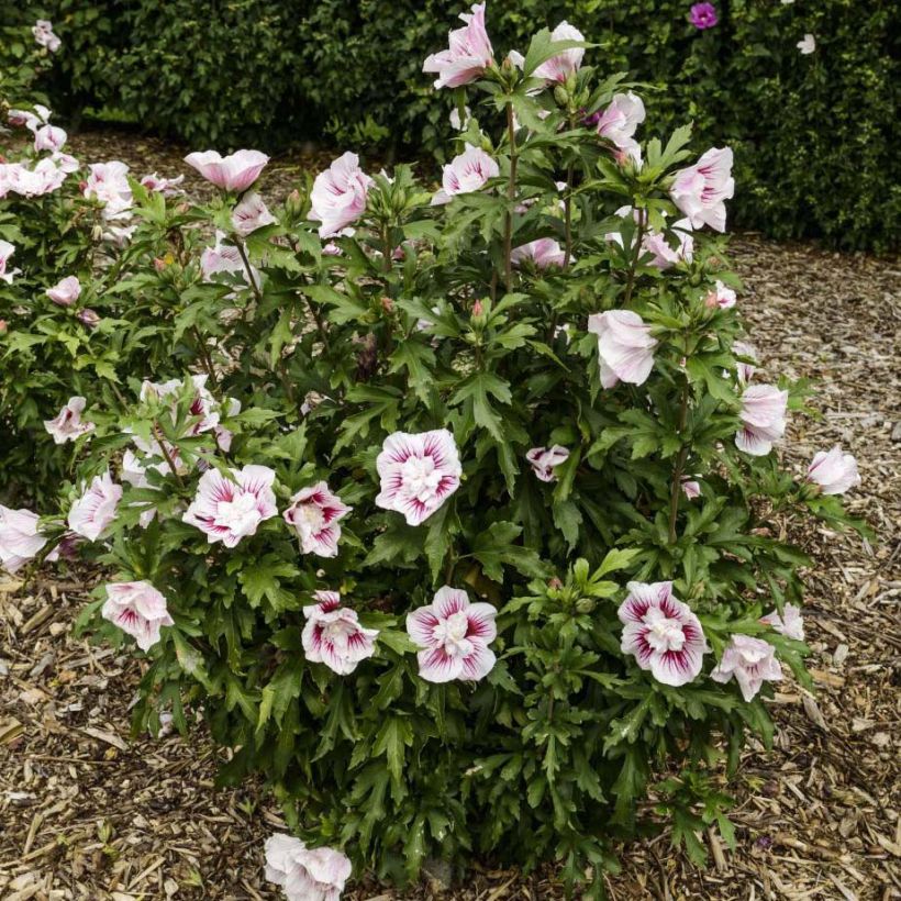 Altea Starbust Chiffon - Hibiscus syriacus (Porte)