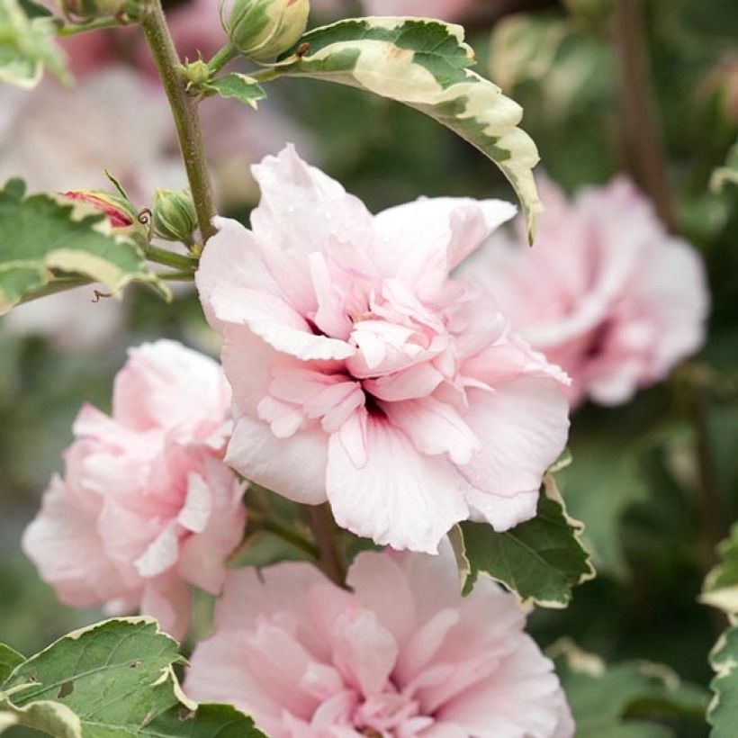 Altea Sugar Tip - Hibiscus syriacus (Floración)