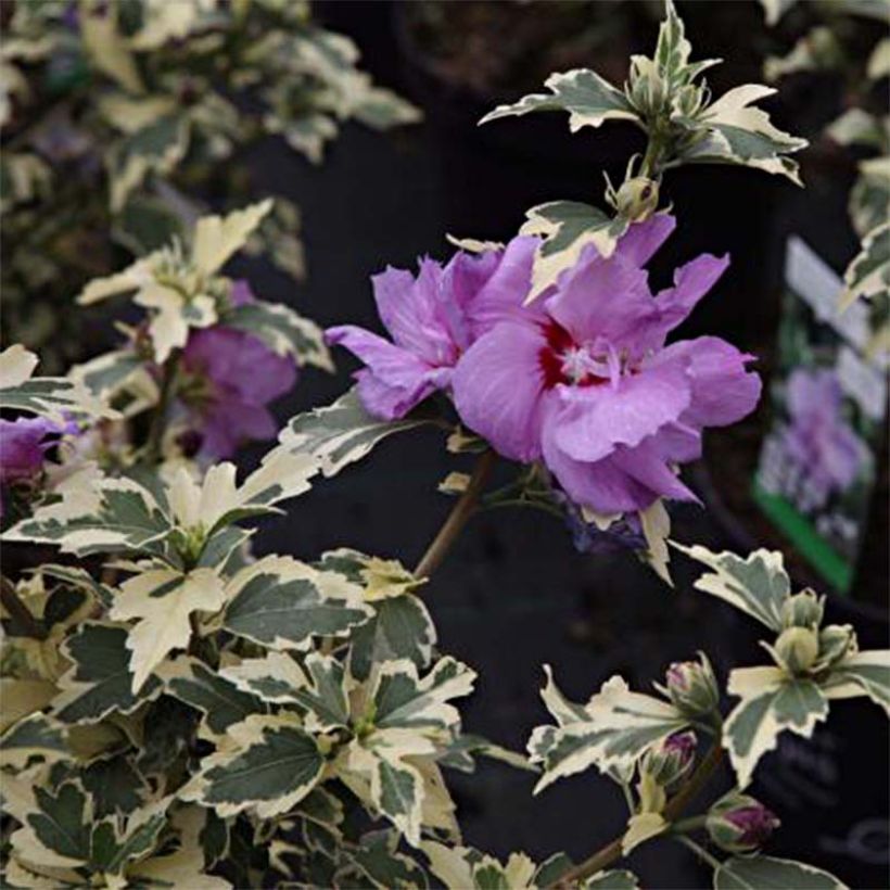 Altea Summer Ruffles - Hibiscus syriacus (Follaje)