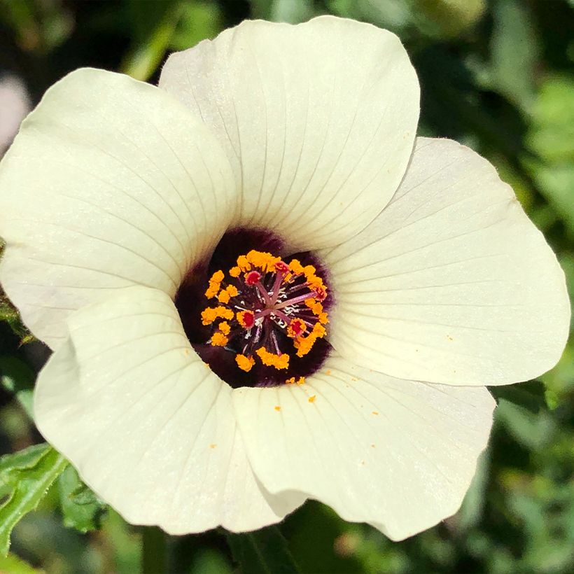 Hibiscus trionum - Aurora común (Floración)