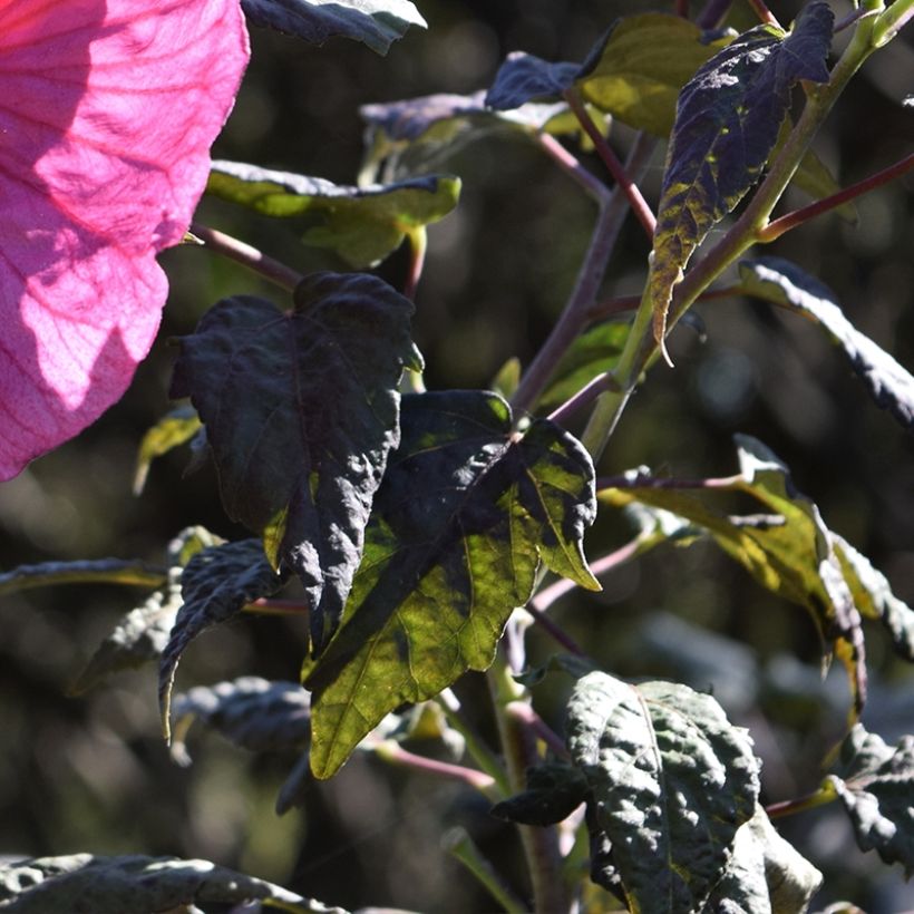 Hibiscus moscheutos Summerific Berry Awesome - Hibisco moschetos (Follaje)