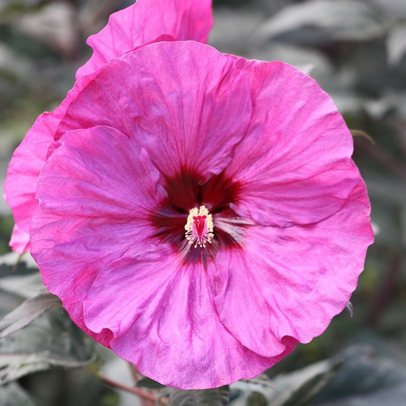 Hibiscus moscheutos Summerific Berry Awesome - Hibisco moschetos (Floración)