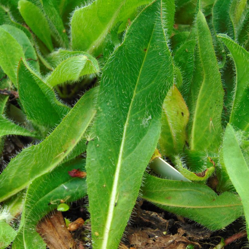 Hieracium aurantiacum - Halconera naranja (Follaje)