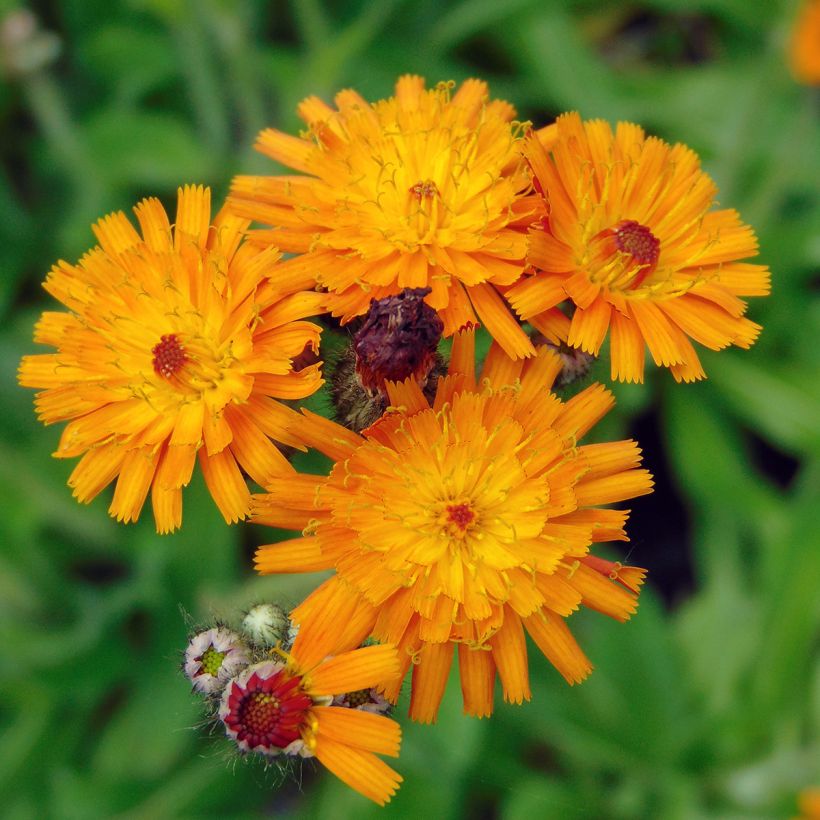 Hieracium aurantiacum - Halconera naranja (Floración)