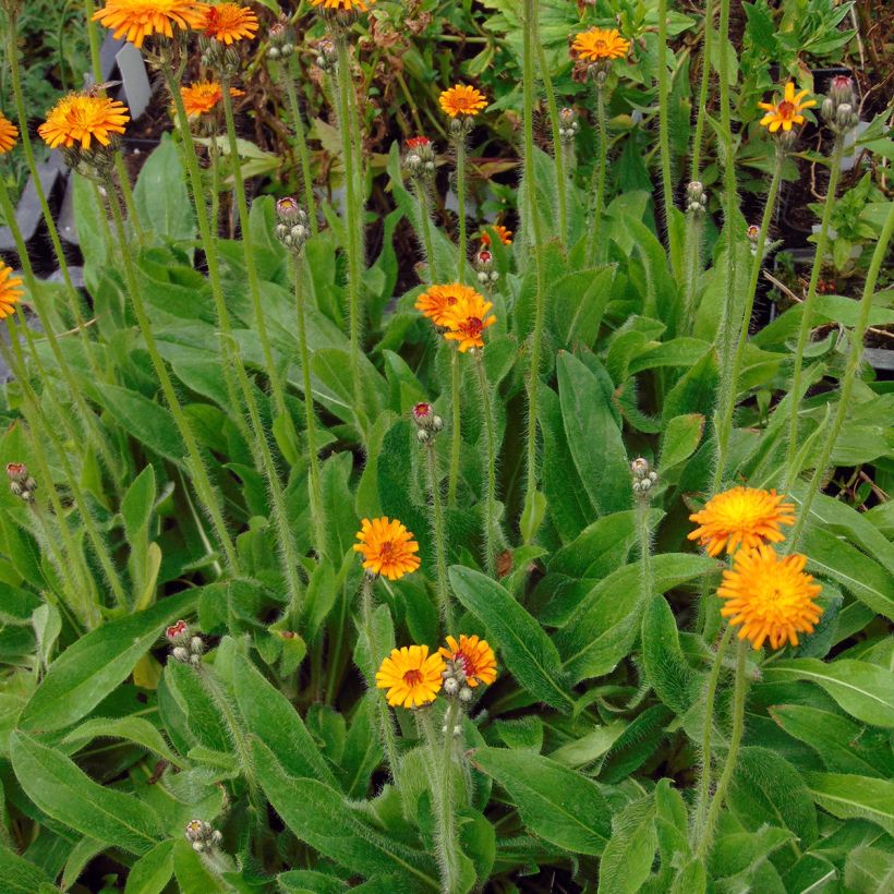 Hieracium aurantiacum - Halconera naranja (Porte)