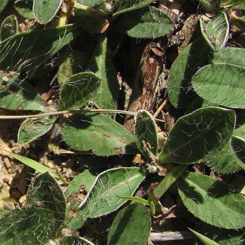 Hieracium pilosella - Vellorita (Follaje)