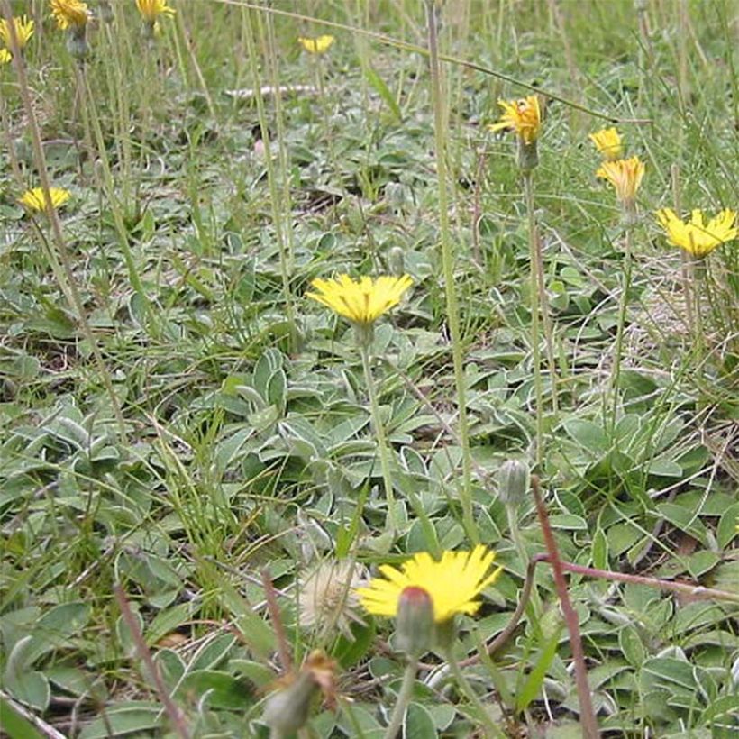 Hieracium pilosella - Vellorita (Porte)