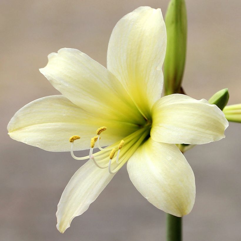 Amaryllis Marrakech - Hippeastrum sonatini (Floración)