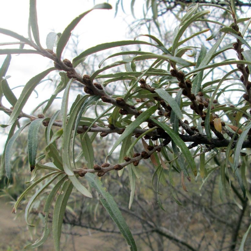 Espino amarillo - Hippophae rhamnoides (Follaje)