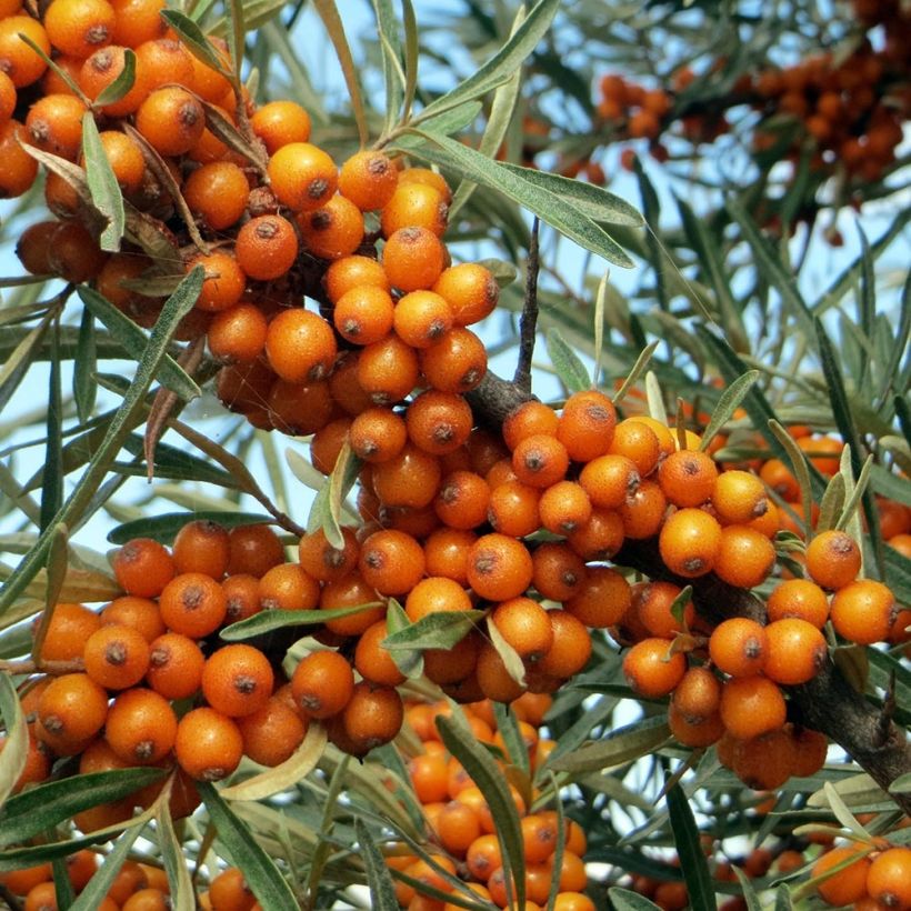 Espino amarillo - Hippophae rhamnoides (Cosecha)