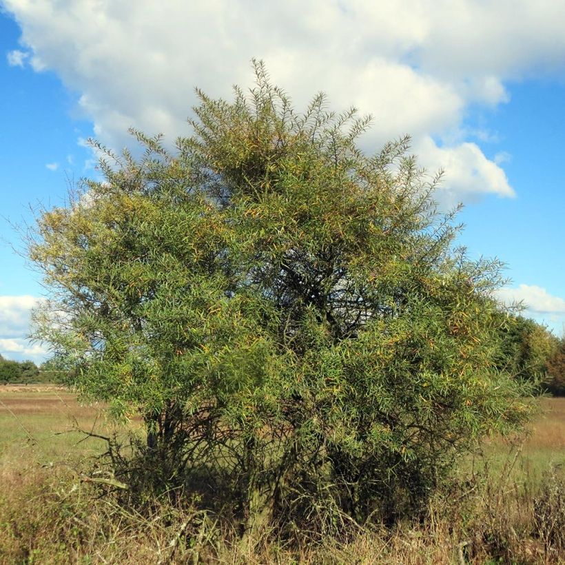 Espino amarillo - Hippophae rhamnoides (Porte)