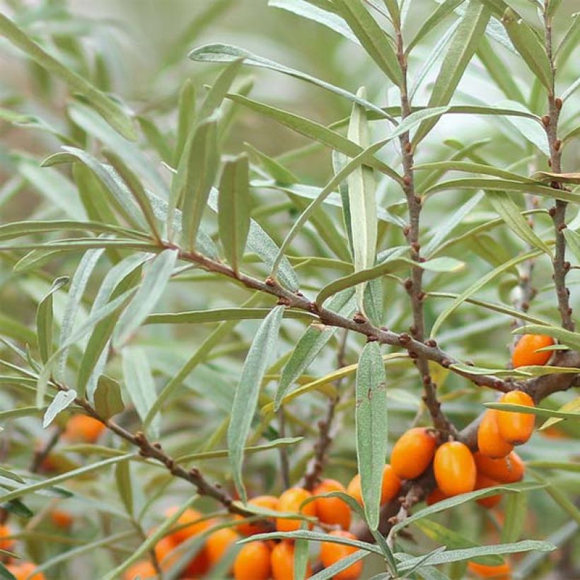 Espino amarillo Friesdorfer Orange (Follaje)