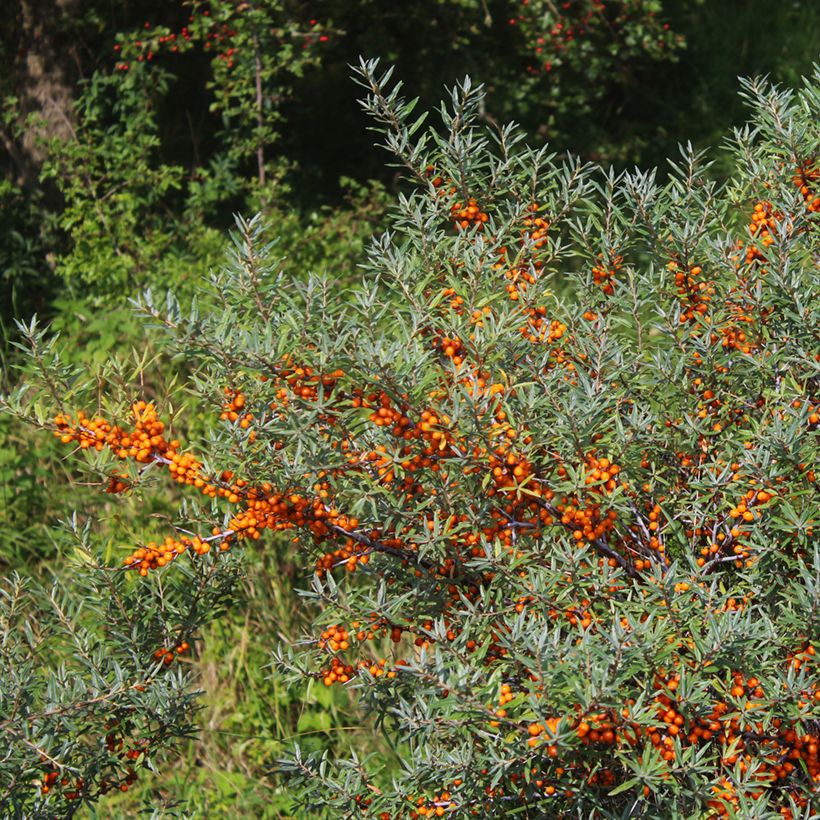 Hippophae rhamnoides Sirola - Argousier femelle (Porte)