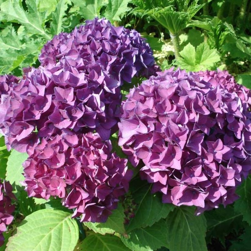 Hortensia macrophylla Hovaria Hobergine - Hydrangea (Floración)