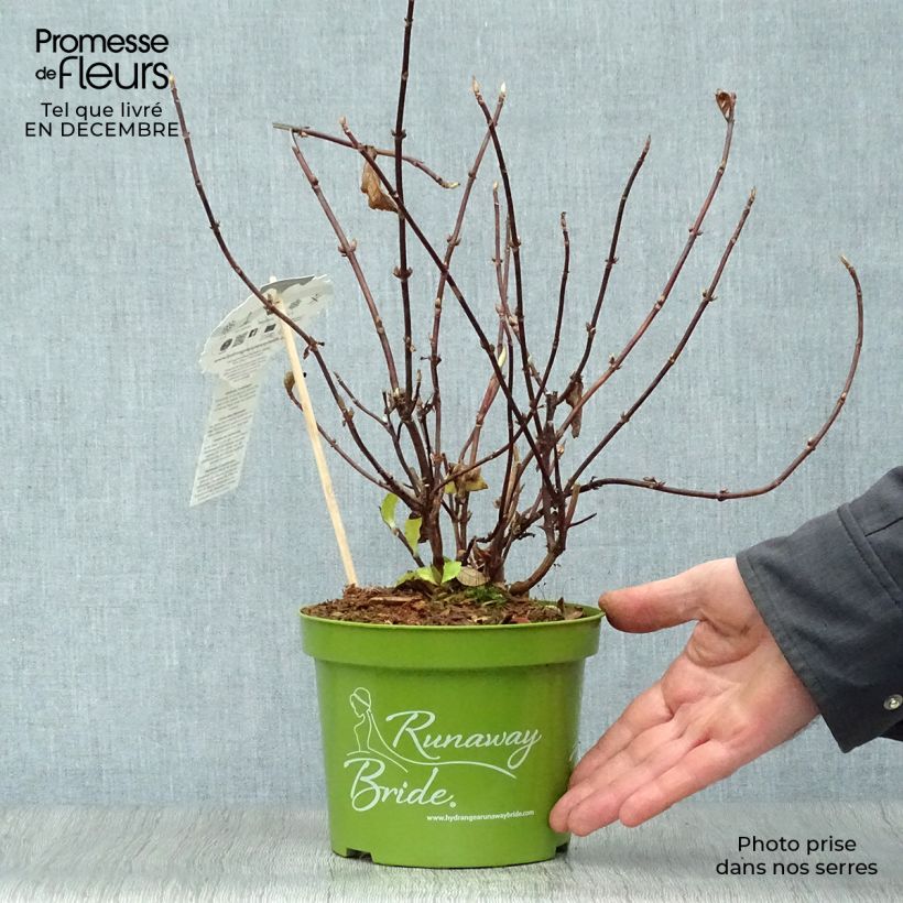 Hortensia - Hydrangea Runaway Bride pot de 1,5/2L Ejemplar entregado en invierno