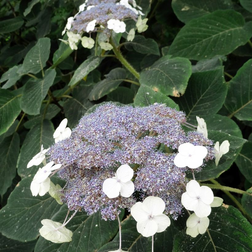 Hortensia aspera Villosa - Hydrangea (Floración)