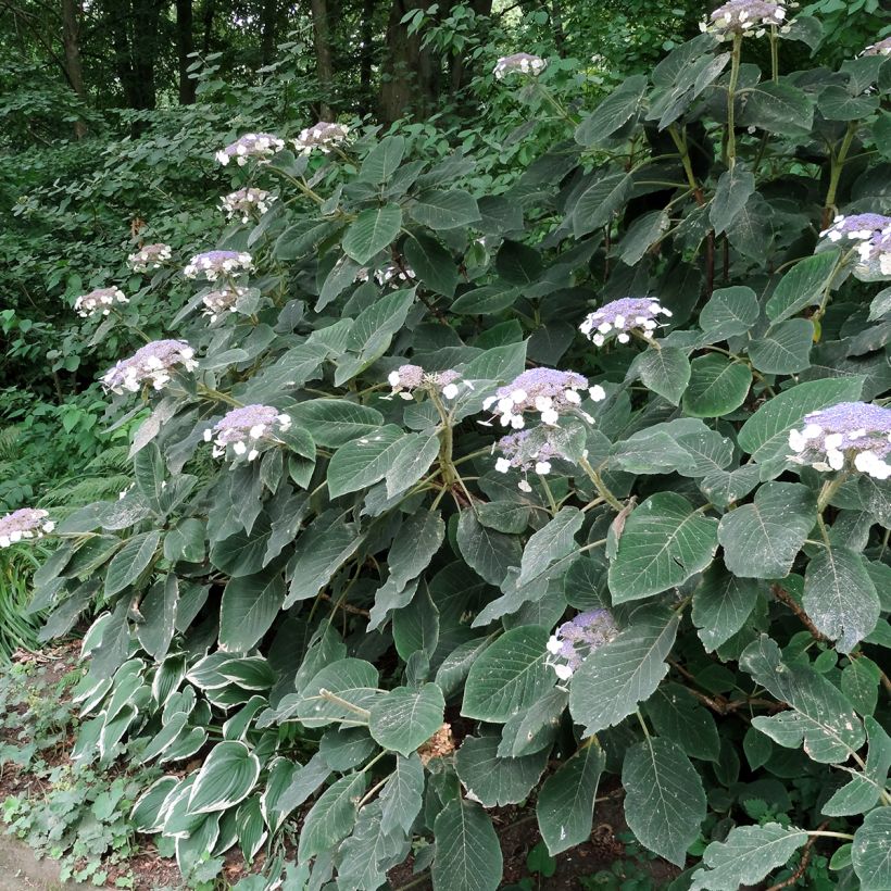 Hortensia aspera Villosa - Hydrangea (Porte)