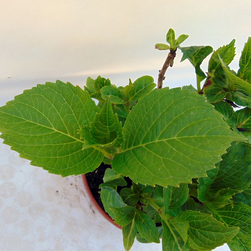 Hortensia macrophylla Baron Pourpre - Hydrangea (Follaje)